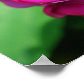 スイートピーのポスター ポスター (角)