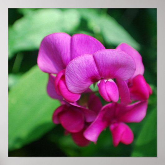 スイートピーのポスター ポスター (正面)