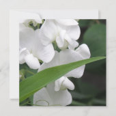 スイートピーの花の招待状 招待状 (正面)