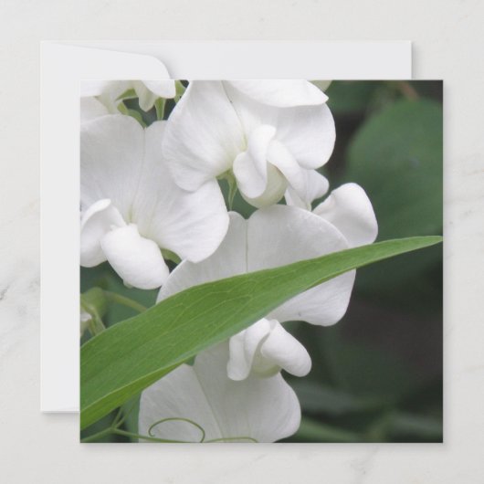 スイートピーの花の招待状 招待状 (正面)