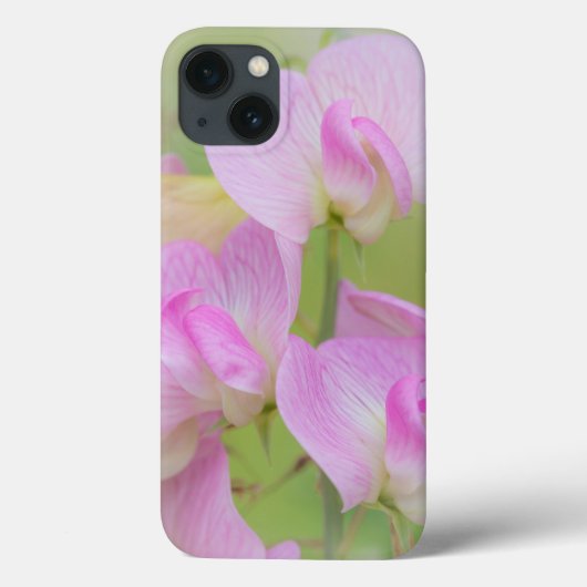 スイートピーの花|シーベック,ワシントン州 Case-Mate iPhoneケース (裏面)