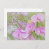 スイートピーの花 | WA，シーベック ポストカード (正面/裏面)