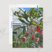 スイートピーガラ葉書 ポストカード (正面/裏面)