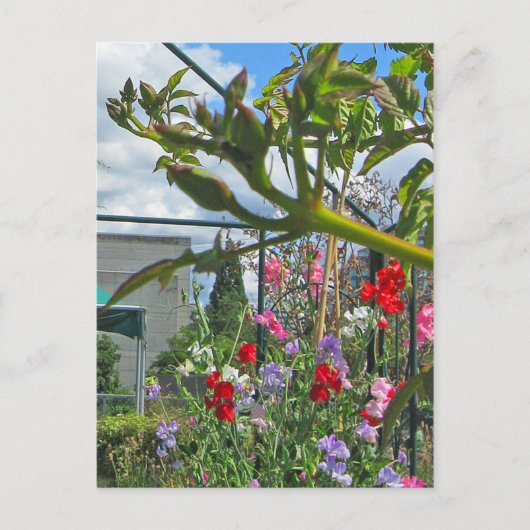 スイートピーガラ葉書 ポストカード (正面)