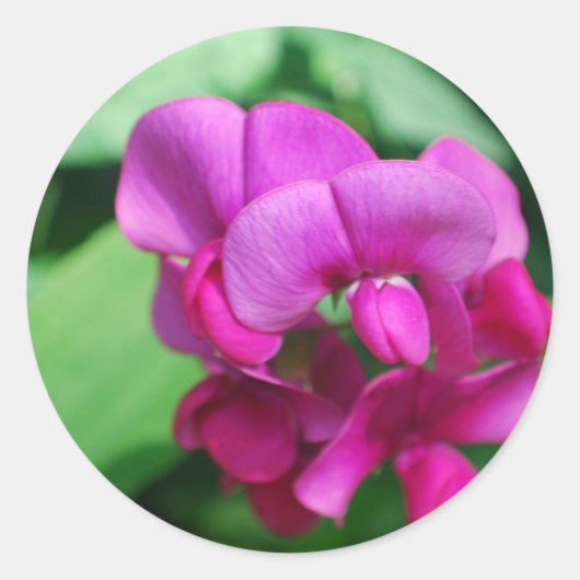 スイートピーステッカー ラウンドシール (正面)