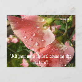 スイートピース ポストカード