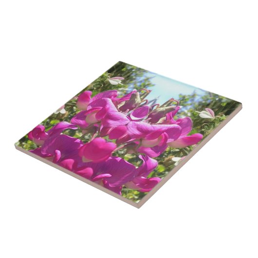 スイートピータイル タイル (側面)