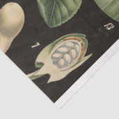 スイートピーデクページ紙 薄葉紙 (詳細)