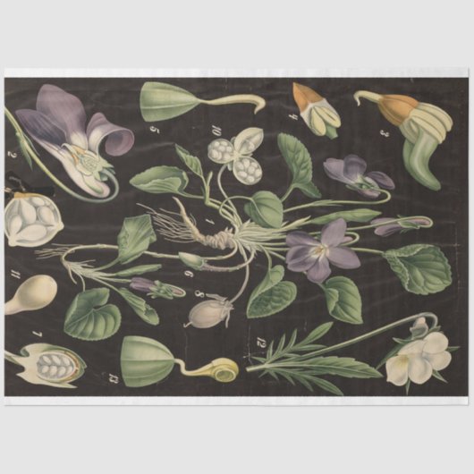 スイートピーデクページ紙 薄葉紙 (正面)