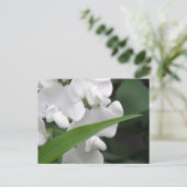 スイートピーフラワーポストカード ポストカード (スタンド正面)