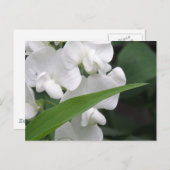 スイートピーフラワーポストカード ポストカード (正面/裏面)