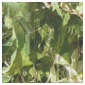 スイートピーレース….. ファブリック (クローズアップ)