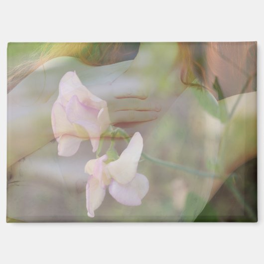 スイートピー磁石 マグネット (正面)