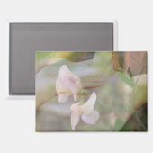 スイートピー磁石 マグネット (正面/裏面)