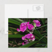 スイートピー花のポストカード ポストカード (正面/裏面)