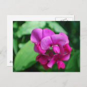 スイートピー葉書 ポストカード (正面/裏面)