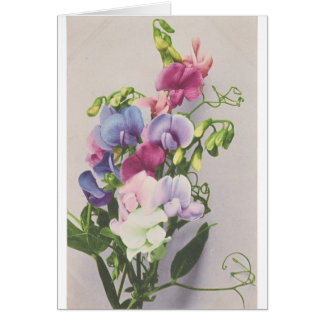 スイートピー1907年