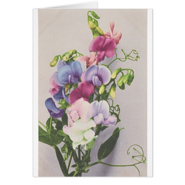 スイートピー1907年 (正面)