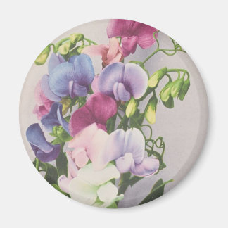 スイートピー1907 マグネット