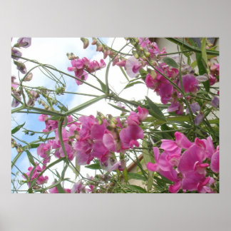 スイートピー ポスター