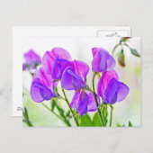 スイートピー ポストカード (正面/裏面)