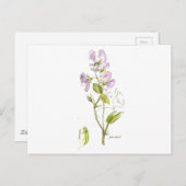 スイートピー ポストカード (正面/裏面)