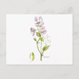 スイートピー ポストカード