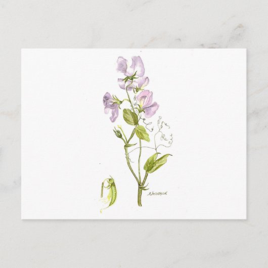 スイートピー ポストカード (正面)