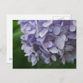 スイートブルーあじさい花写真はがき ポストカード (正面/裏面)