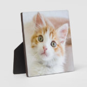 スイートブルーアイド子猫 フォトプラーク (正面)