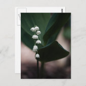 スイートベルのはがき ポストカード (正面/裏面)