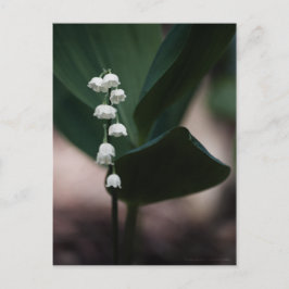 スイートベルのはがき ポストカード