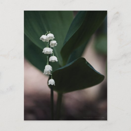 スイートベルのはがき ポストカード (正面)