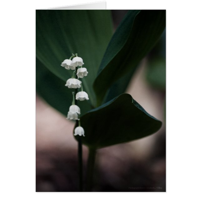 スイートベルズカード (正面)