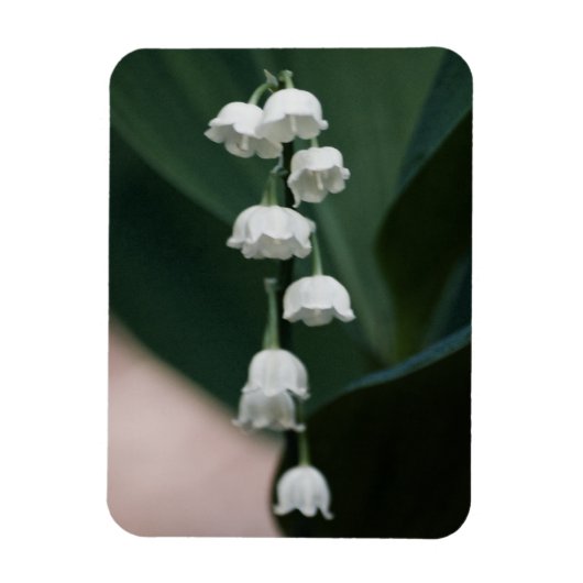 スイートベルプレミアムマグネット マグネット (縦)