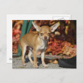 スイート チャーリー チワワ ポストカード (正面/裏面)