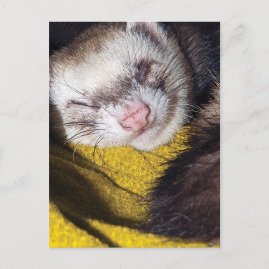 スイート・ドリームズ ポストカード (正面)