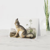 スウィフトキツネ(バルペスベロックス)イラストレーション カード (正面)