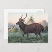 スウィンホーの鹿バイジョセフ・ウルフ ポストカード (正面/裏面)