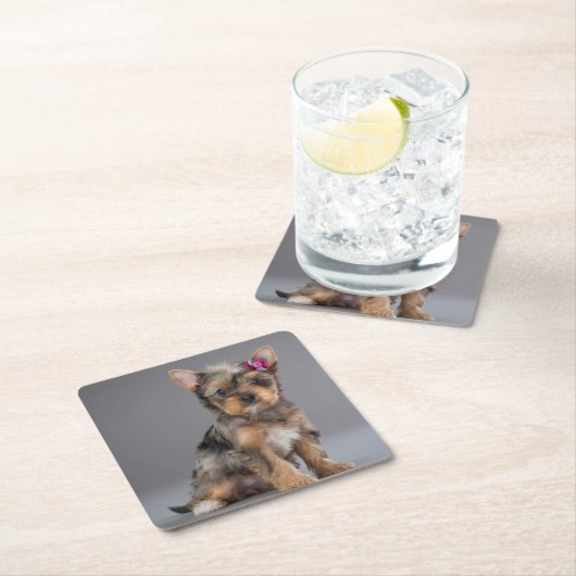 スウィートすごいヨークシャーテリアー(ヨークシャーテリア)パピー スクエアペーパーコースター (インサイチュ)