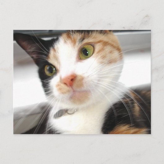 スウィートアート ポストカード (正面)