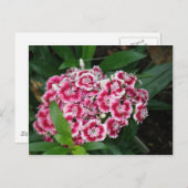 スウィートウィリアム花はがき ポストカード (正面/裏面)