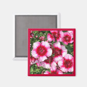 スウィートウィリアム1磁石 マグネット (正面/裏面)