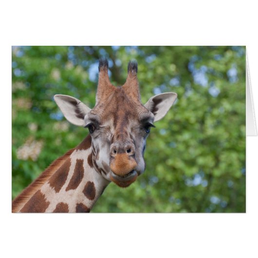 スウィートカリオスキリン (正面横)