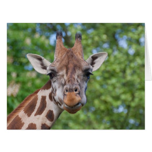 スウィートカリオスキリン (正面横)