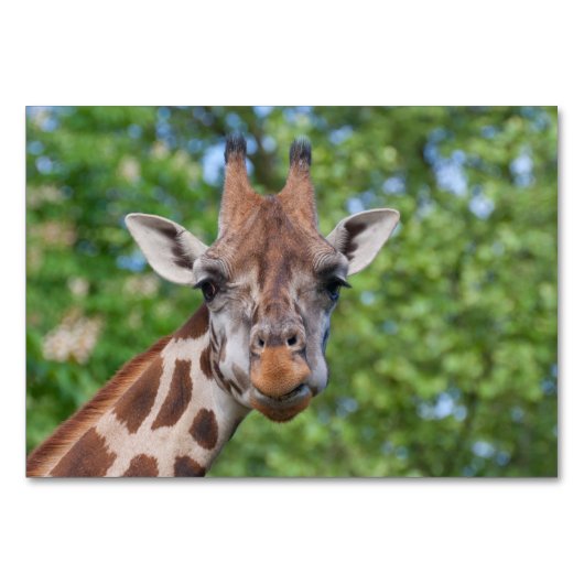 スウィートカリオスキリン テーブルナンバー (正面)