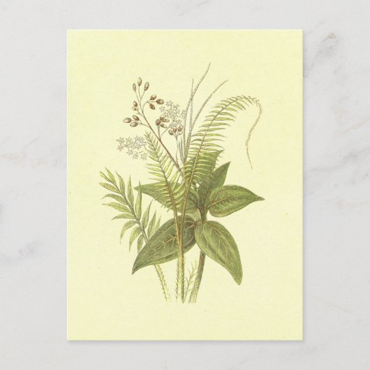 スウィートケーン&シナモンヴィンテージリトグラフ ポストカード (正面)