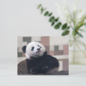 スウィートジャイアントパンダベビー ポストカード (スタンド正面)