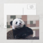 スウィートジャイアントパンダベビー ポストカード (正面/裏面)