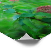 スウィートジョーピーウィードワイルドフラワー ポスター (角)